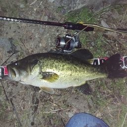 ラージマウスバス