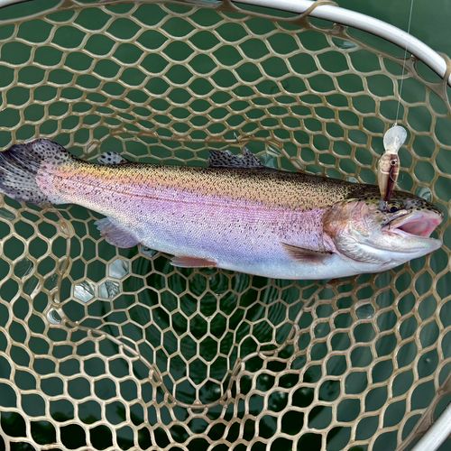 ニジマスの釣果