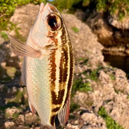 フタスジタマガシラ