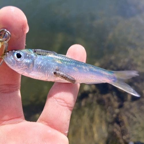 ママカリの釣果