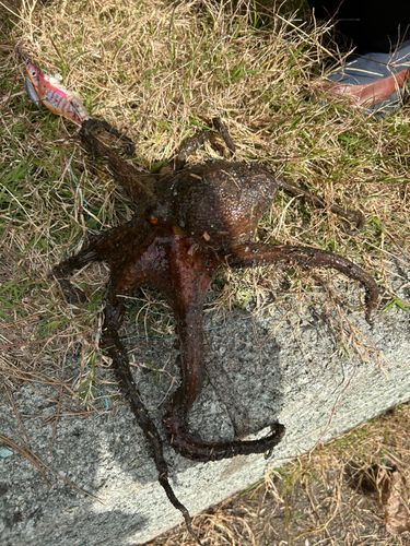 タコの釣果