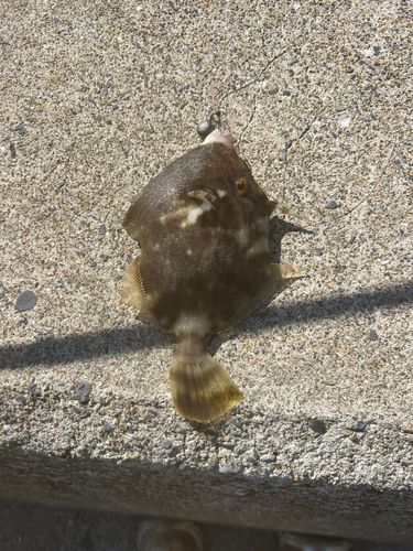 カワハギの釣果