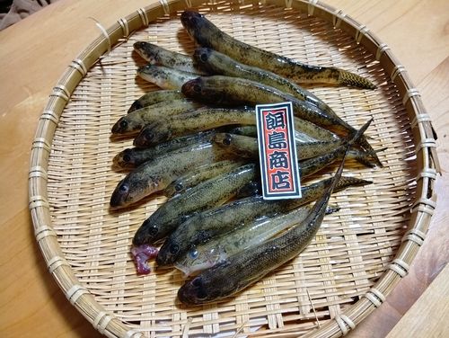ハゼの釣果