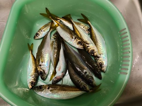 アジの釣果