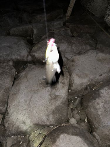 セイゴ（タイリクスズキ）の釣果