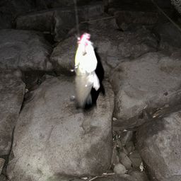 セイゴ（タイリクスズキ）