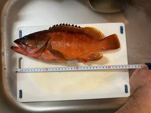 アカハタの釣果