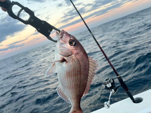 マダイの釣果