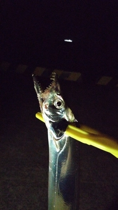 タチウオの釣果