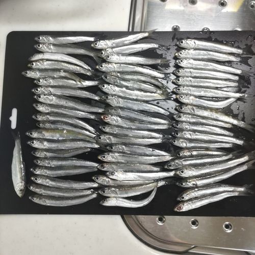 カタクチイワシの釣果