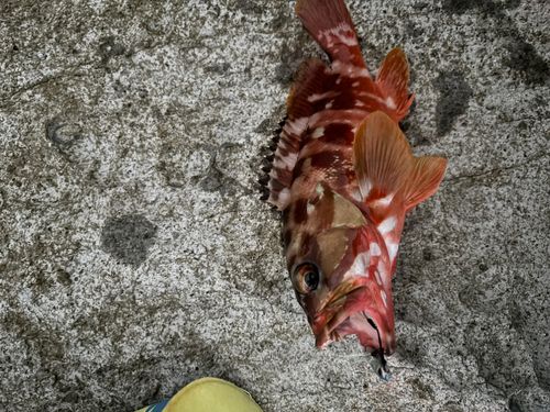 アカハタの釣果