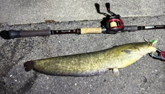 マナマズの釣果