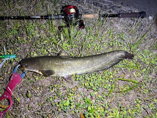 マナマズの釣果