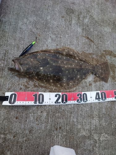 ヒラメの釣果