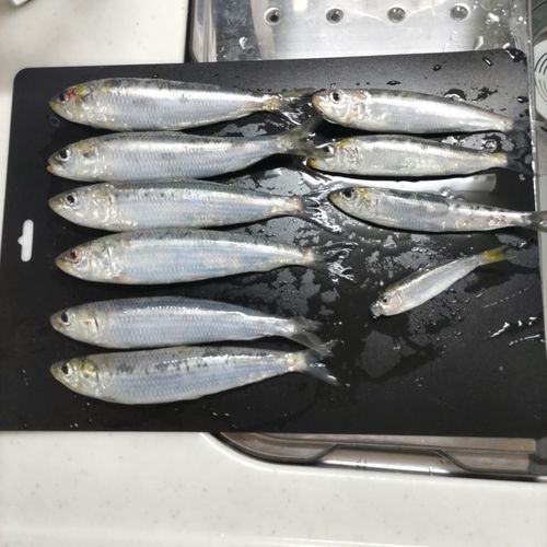 マイワシの釣果