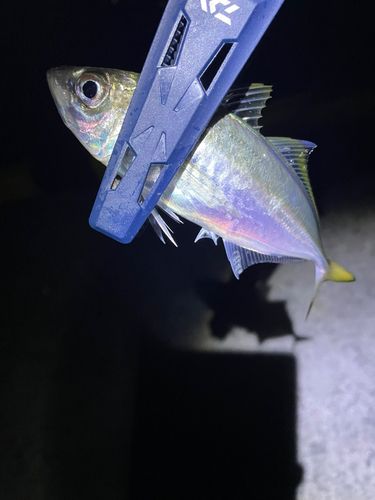 小名浜港市場前