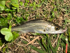 マルスズキの釣果