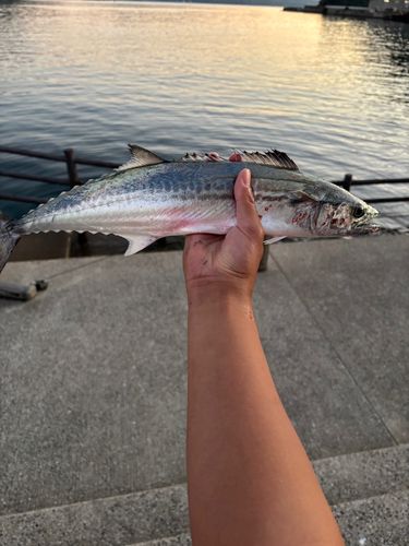 サゴシの釣果
