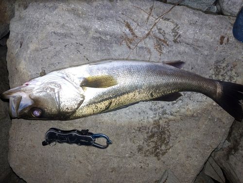 セイゴ（マルスズキ）の釣果