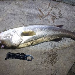 セイゴ（マルスズキ）