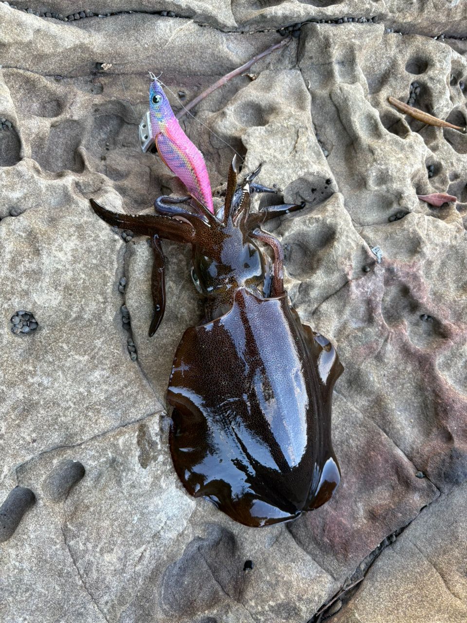 SHIMANO 19セフィア リミテッド S86Mの最安値・インプレ・釣果 | 本音