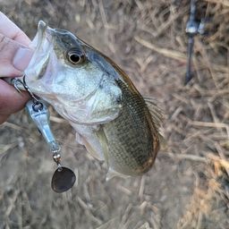 ラージマウスバス