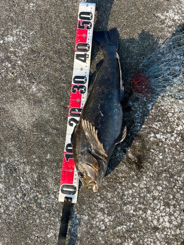 アブラコの釣果