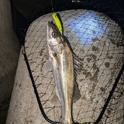 フッコ（マルスズキ）