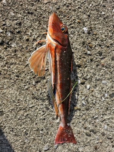 ホウボウの釣果