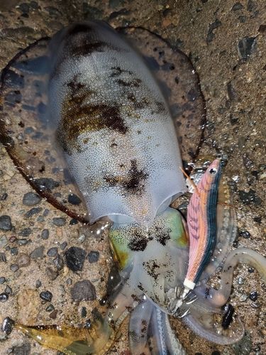 アオリイカの釣果