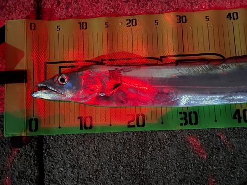 タチウオの釣果