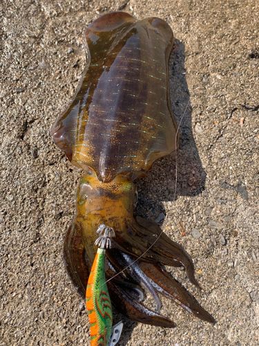 アオリイカの釣果