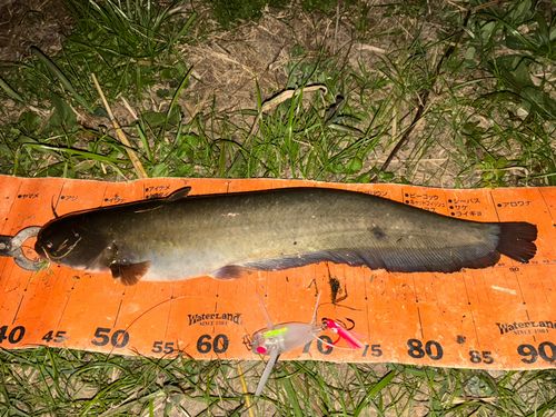 ナマズの釣果