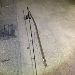 ダイナンウミヘビ