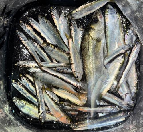 若洲海浜公園海釣り施設