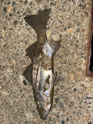 セイゴ（マルスズキ）の釣果
