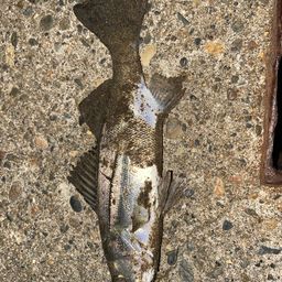 セイゴ（マルスズキ）