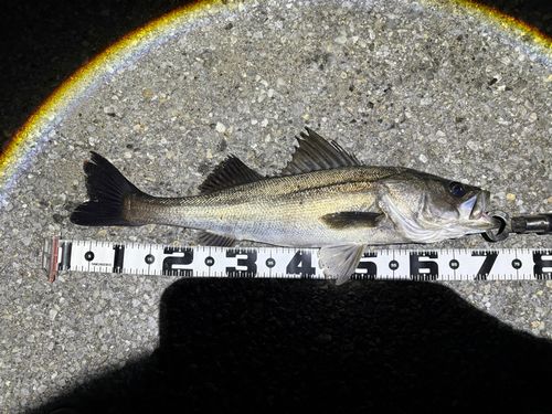 ディズニーリゾート付近