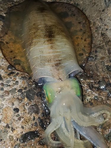 アオリイカの釣果
