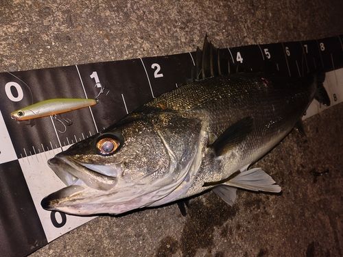 シーバスの釣果