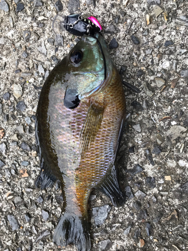 ブラックバスの釣果