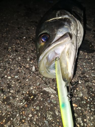 シーバスの釣果
