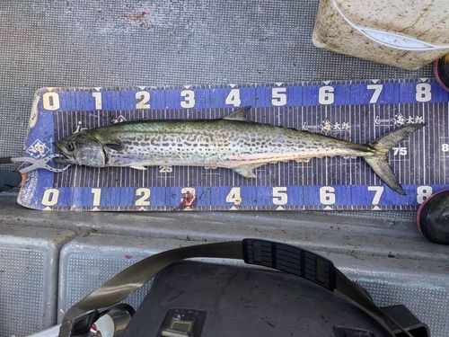 サワラの釣果