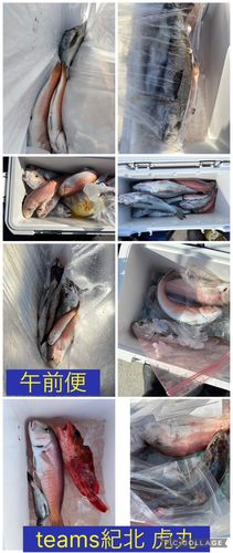 シロアマダイの釣果