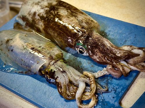 アオリイカの釣果