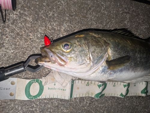 マルスズキの釣果