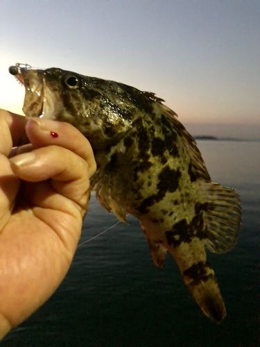 タケノコメバルの釣果