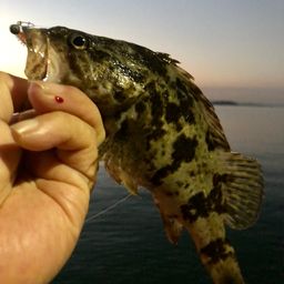 タケノコメバル