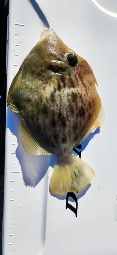 カワハギの釣果