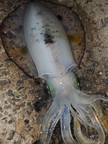 アオリイカの釣果